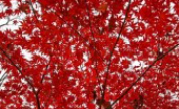 風(fēng)吹，楓動(dòng)，心飛